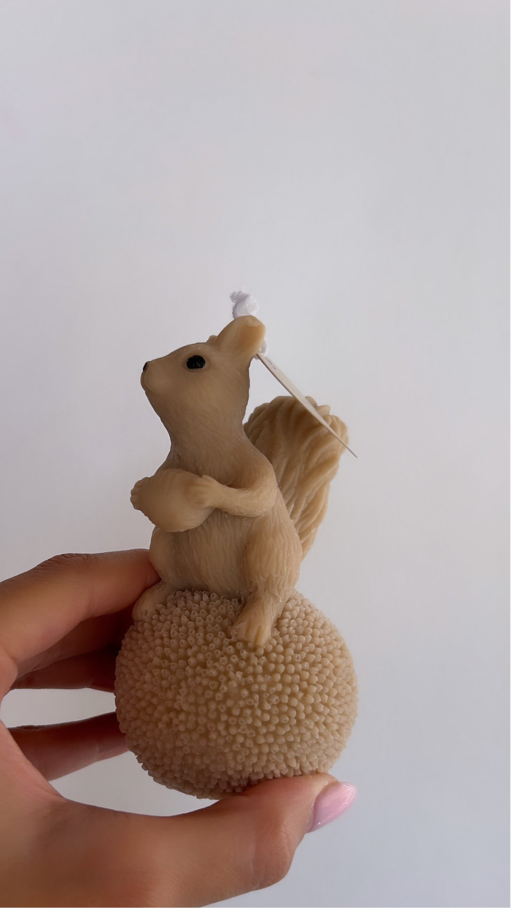Squirrel