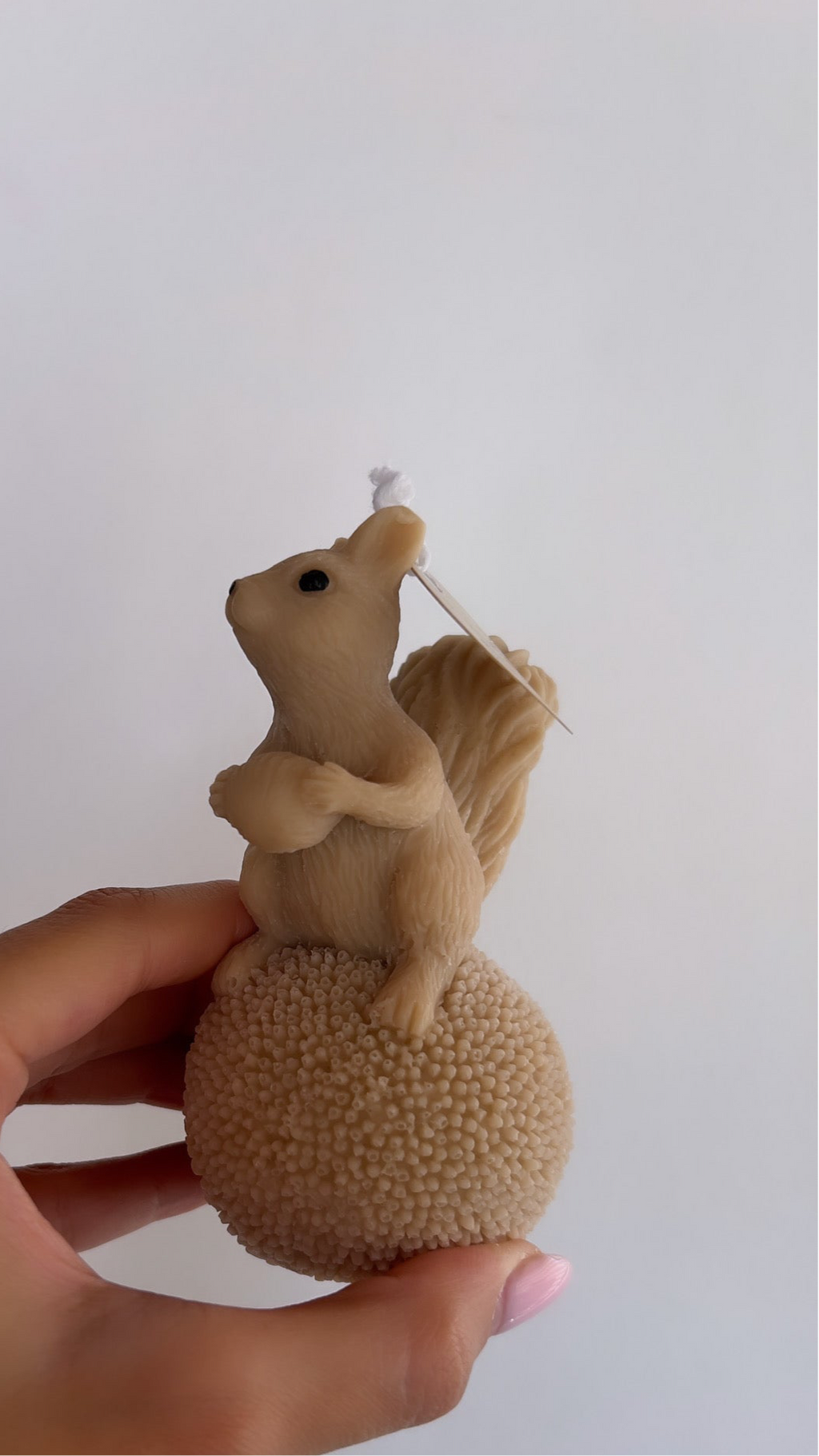 Squirrel